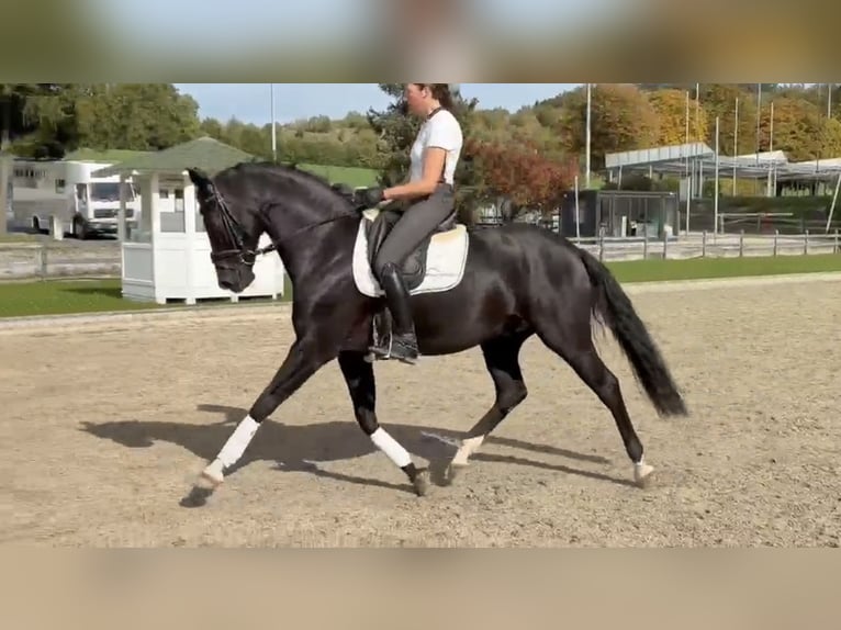 Hannover Castrone 8 Anni 170 cm Morello in Balve
