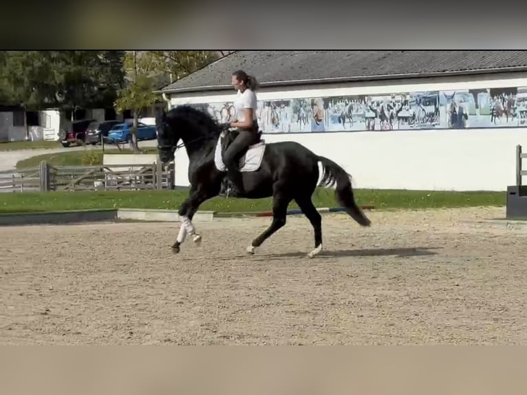 Hannover Castrone 8 Anni 170 cm Morello in Balve