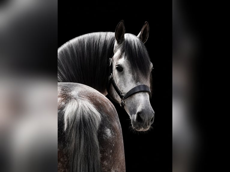 Hannover Castrone 8 Anni 170 cm Morello in Nettersheim