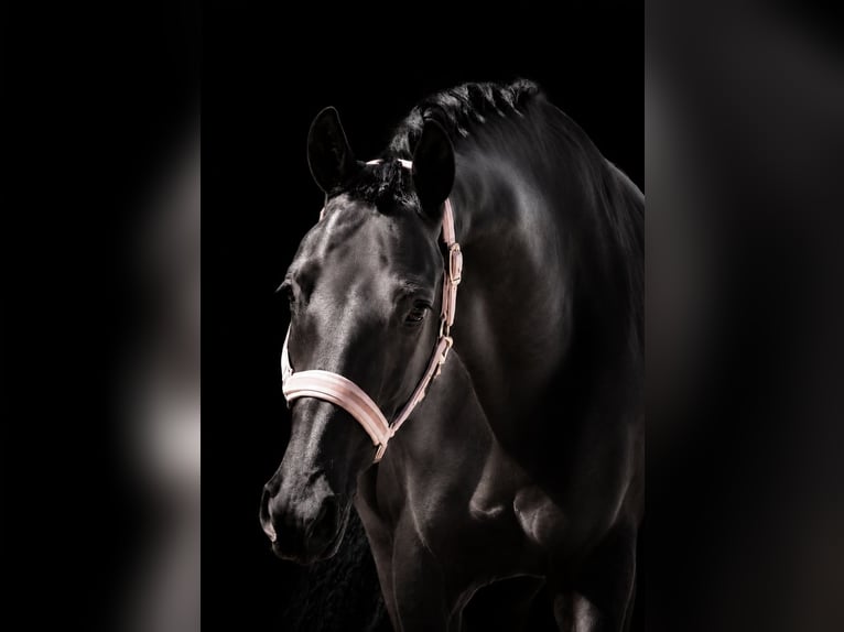 Hannover Castrone 8 Anni 170 cm Morello in Nettersheim