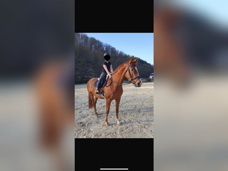 Hannover Castrone 8 Anni 170 cm Sauro in Albig