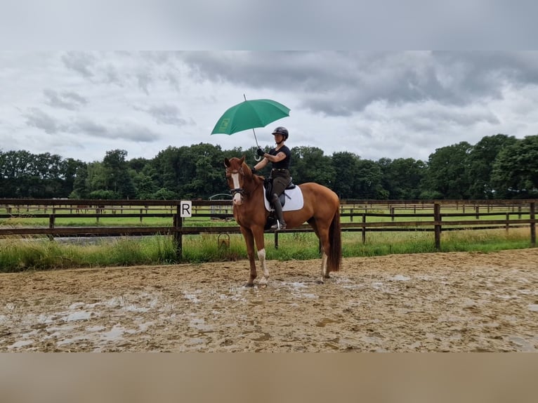 Hannover Castrone 8 Anni 170 cm Sauro in Walsrode