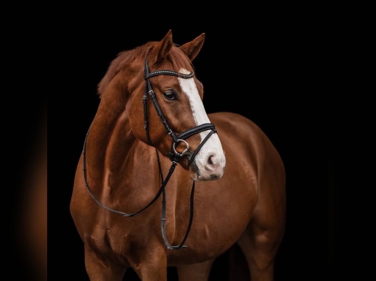 Hannover Castrone 8 Anni 170 cm Sauro in Walsrode