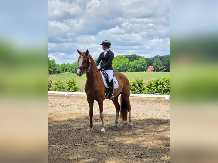 Hannover Castrone 8 Anni 170 cm Sauro in Walsrode
