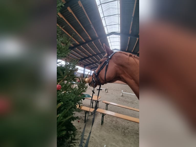 Hannover Castrone 8 Anni 170 cm Sauro in Walsrode