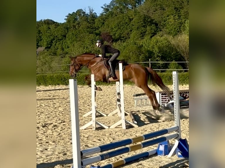 Hannover Castrone 8 Anni 170 cm Sauro in Heiligenhaus