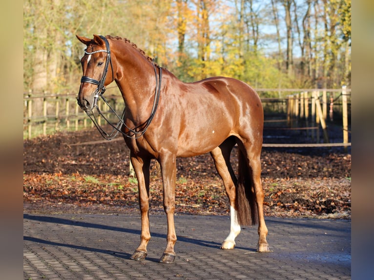 Hannover Castrone 8 Anni 170 cm Sauro scuro in Lienen