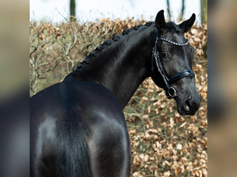 Hannover Castrone 8 Anni 171 cm  in Wien, Floridsdorf