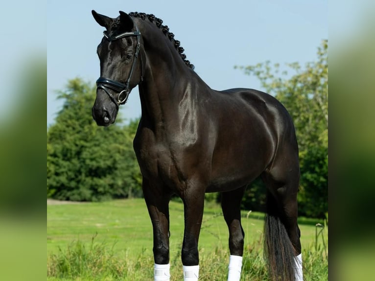 Hannover Castrone 8 Anni 171 cm  in Wien, Floridsdorf