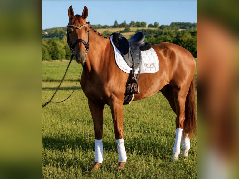 Hannover Castrone 8 Anni 171 cm Sauro in Isére