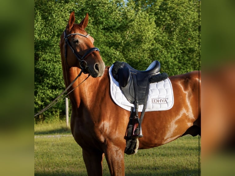 Hannover Castrone 8 Anni 171 cm Sauro in Isére
