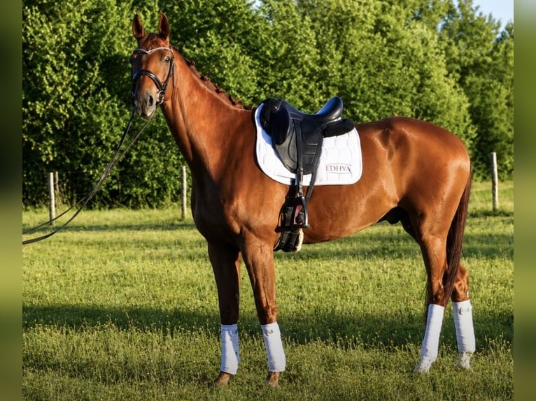 Hannover Castrone 8 Anni 171 cm Sauro in Isére