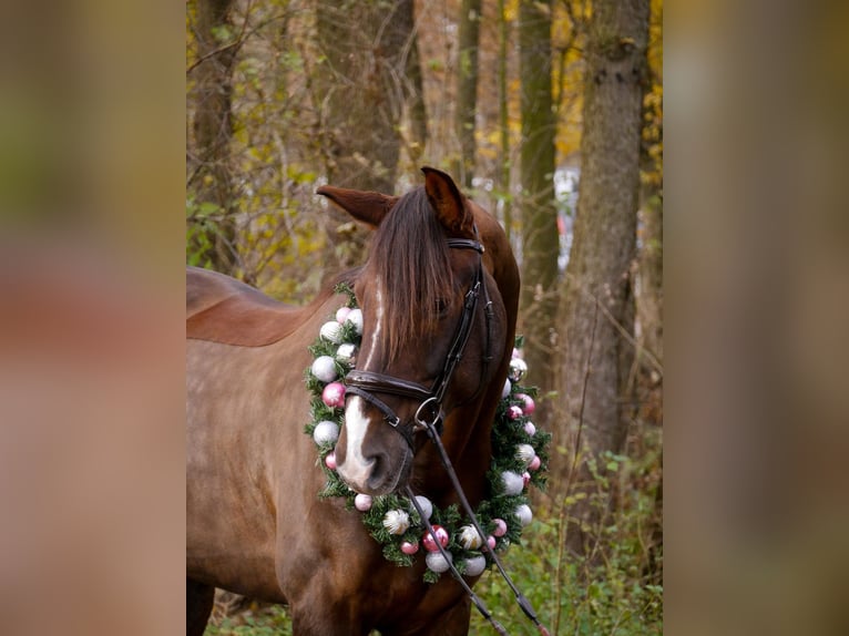 Hannover Castrone 8 Anni 171 cm Sauro scuro in Langenfeld