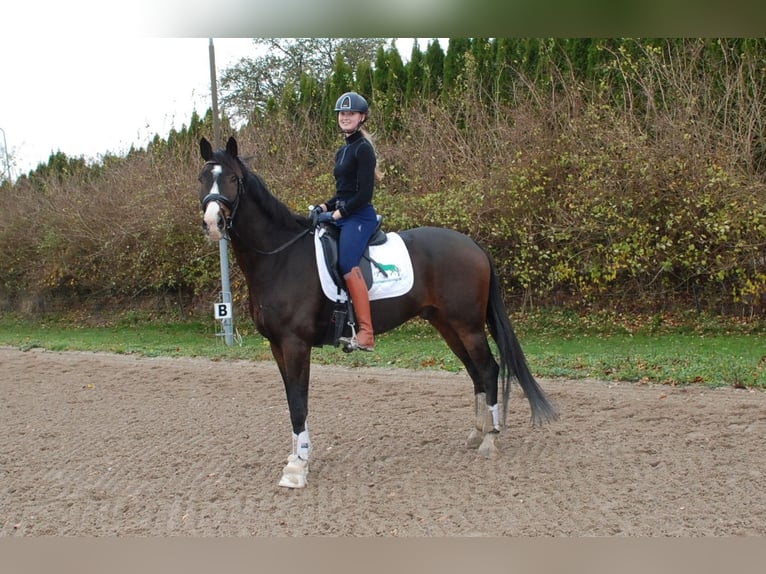 Hannover Castrone 8 Anni 172 cm Baio in Lejre