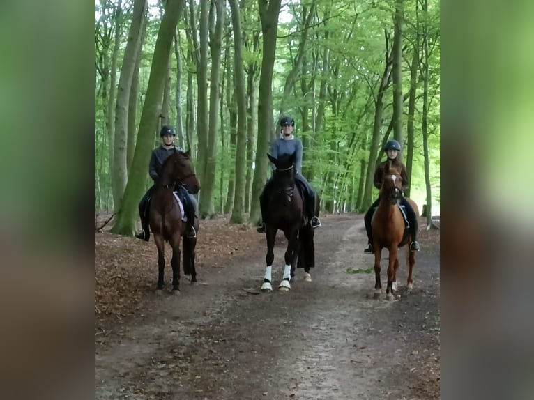 Hannover Castrone 8 Anni 172 cm Baio nero in Vechta