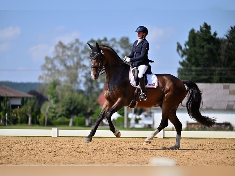 Hannover Castrone 8 Anni 172 cm Baio scuro in Ettringen