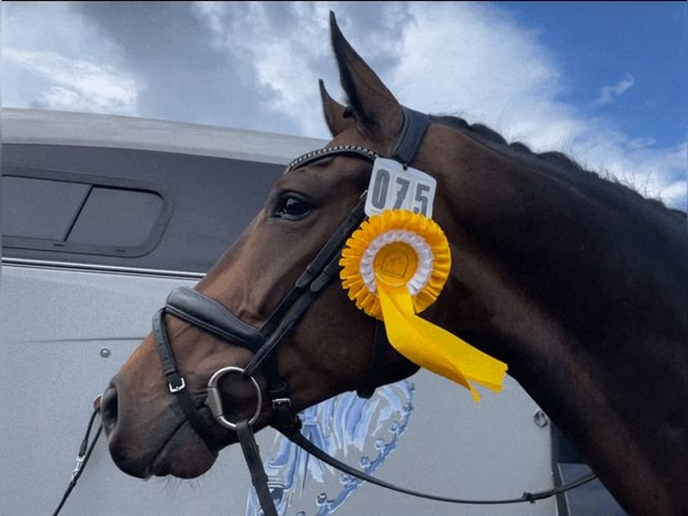 Hannover Castrone 8 Anni 172 cm Baio scuro in Winsen (Luhe)