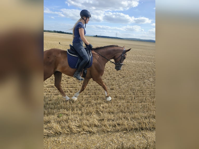 Hannover Castrone 8 Anni 172 cm Sauro in Rohrsheim