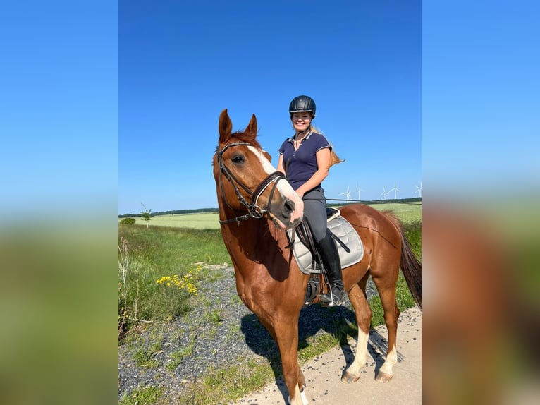 Hannover Castrone 8 Anni 172 cm Sauro in Rohrsheim