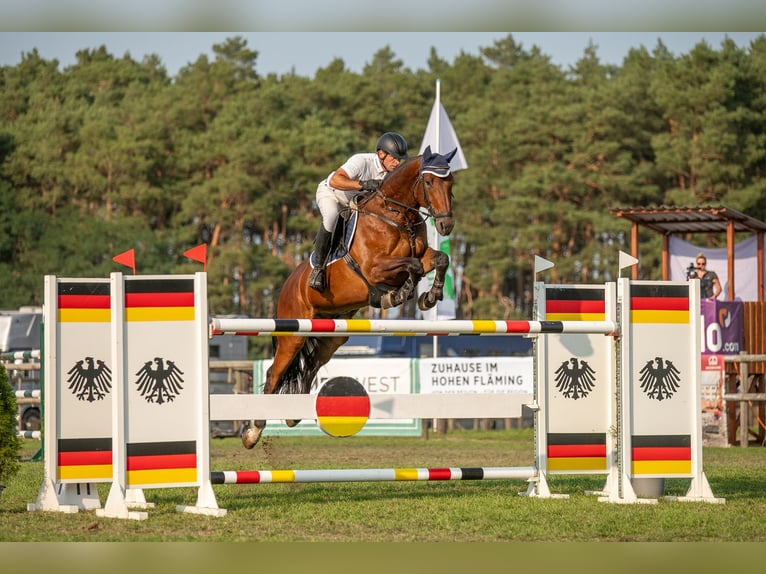 Hannover Castrone 8 Anni 173 cm Baio in Löbnitz