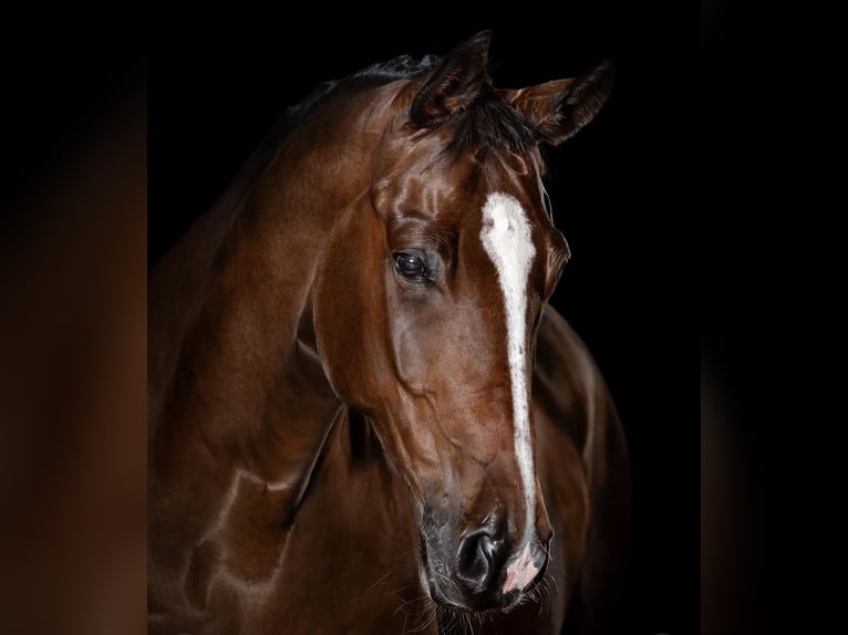 Hannover Castrone 8 Anni 173 cm Baio ciliegia in Zalesie G&#xF3;rne