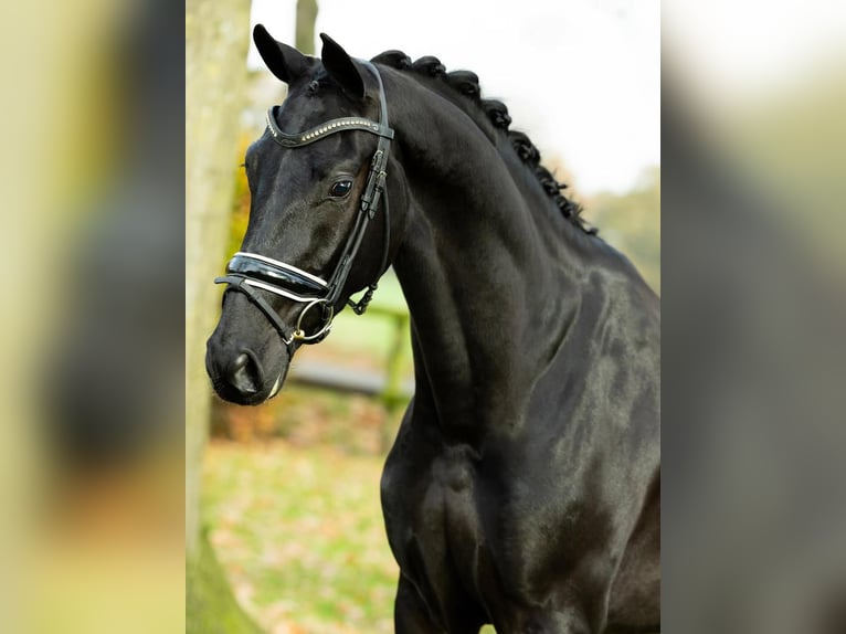 Hannover Castrone 8 Anni 173 cm  in St. Gallen