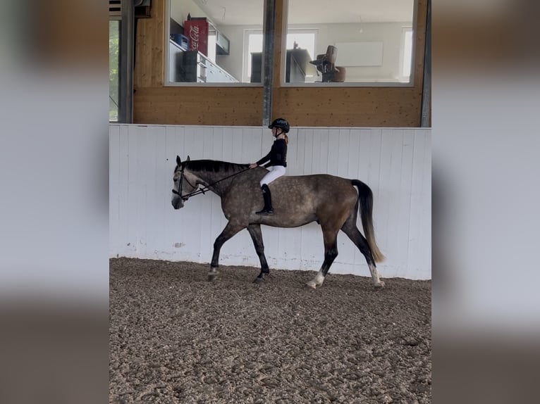 Hannover Castrone 8 Anni 173 cm Grigio in Bad Wurzach
