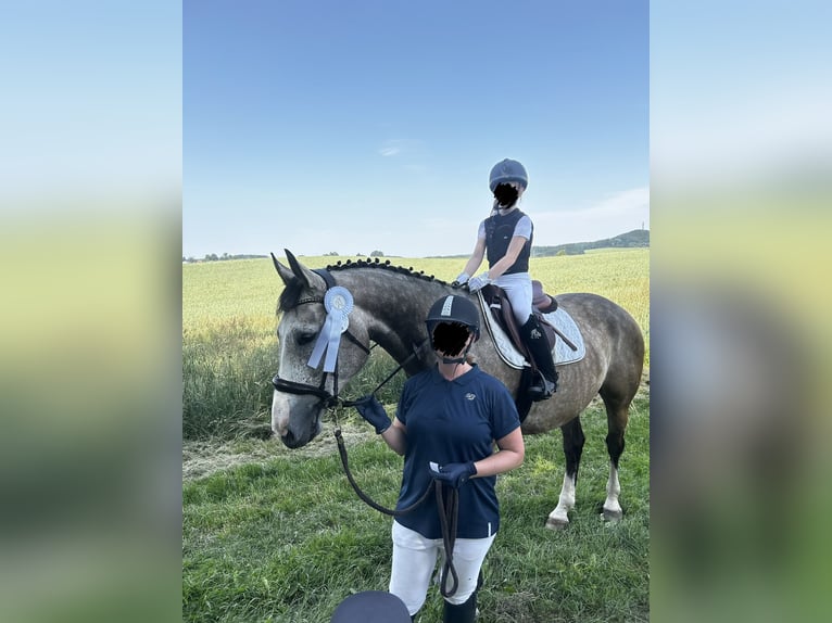Hannover Castrone 8 Anni 173 cm Grigio in Bad Wurzach