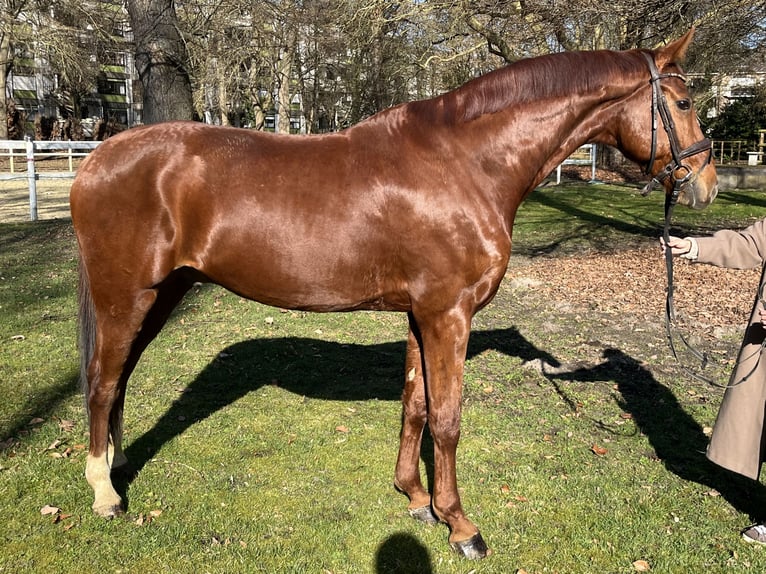 Hannover Castrone 8 Anni 173 cm Sauro in Hamm