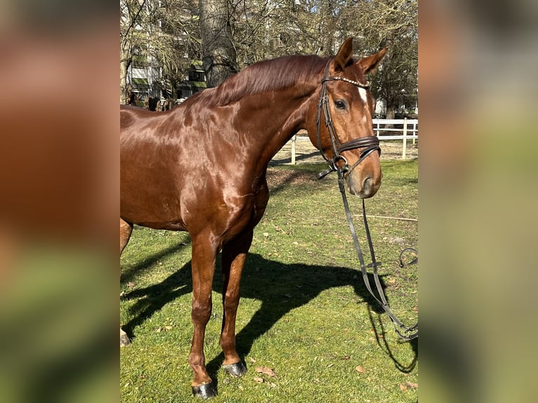 Hannover Castrone 8 Anni 173 cm Sauro in Hamm