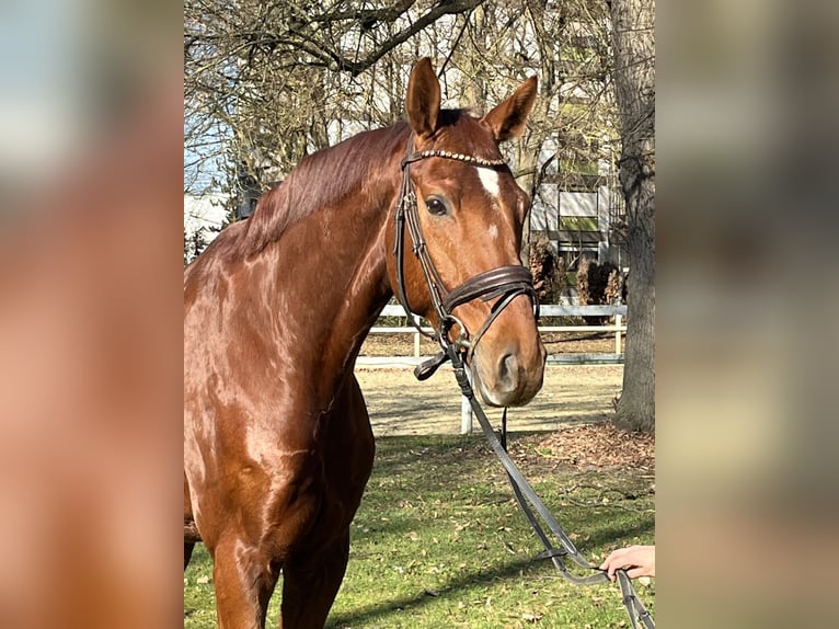 Hannover Castrone 8 Anni 173 cm Sauro in Hamm