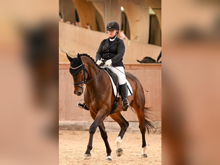 Hannover Castrone 8 Anni 174 cm Baio in Weiterstadt