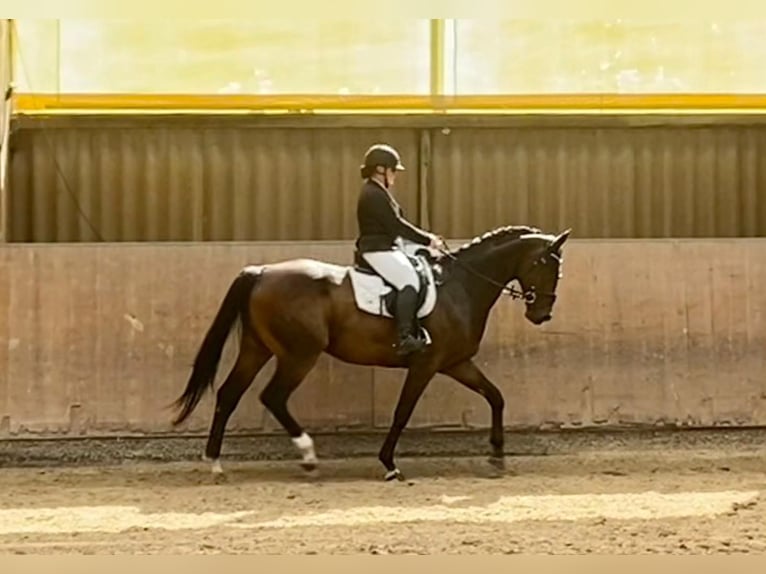 Hannover Castrone 8 Anni 174 cm Baio in Weiterstadt