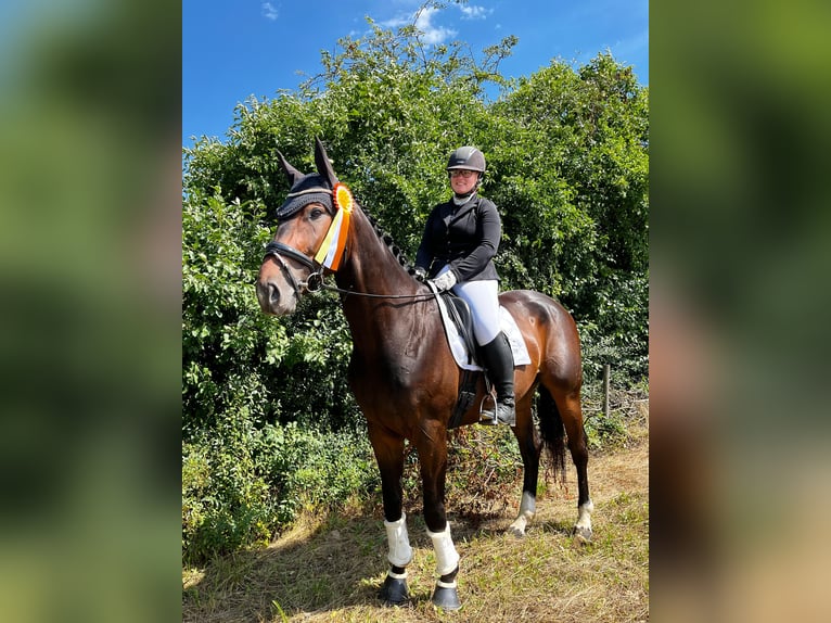 Hannover Castrone 8 Anni 174 cm Baio in Weiterstadt