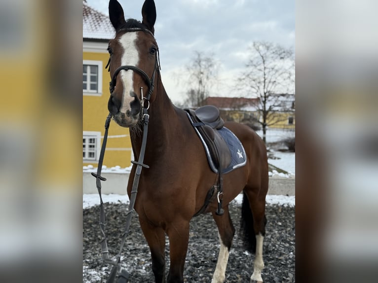 Hannover Castrone 8 Anni 174 cm Baio in Amstetten