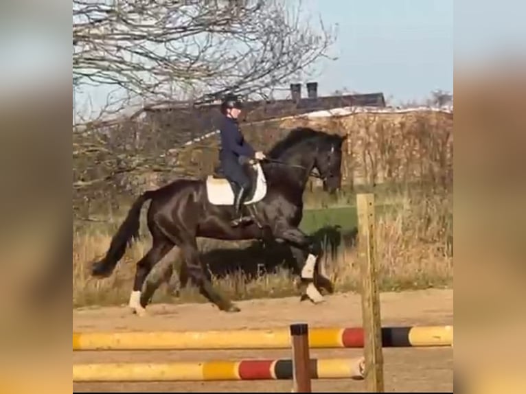 Hannover Castrone 8 Anni 174 cm Morello in Blender