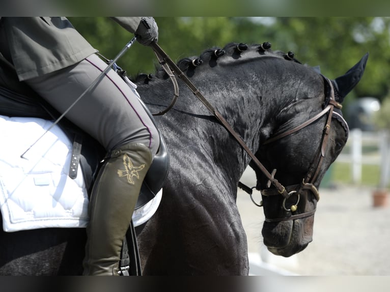 Hannover Castrone 8 Anni 174 cm Morello in Wien