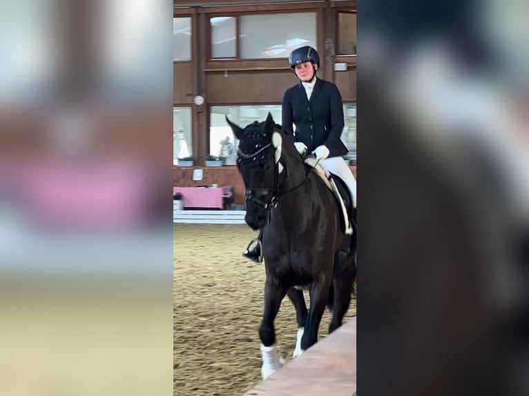 Hannover Castrone 8 Anni 174 cm Morello in Gro&#xDF;maischeid
