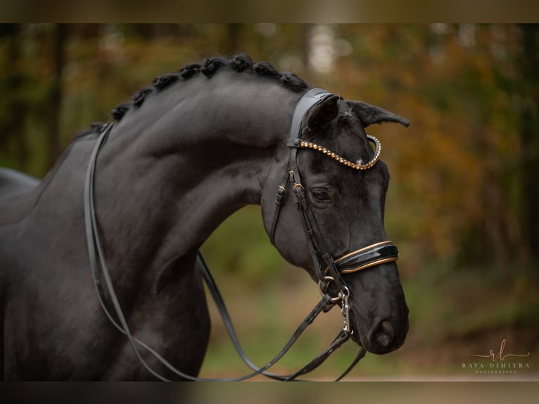 Hannover Castrone 8 Anni 174 cm Morello in Wehringen