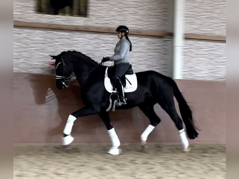 Hannover Castrone 8 Anni 174 cm Morello in Wehringen