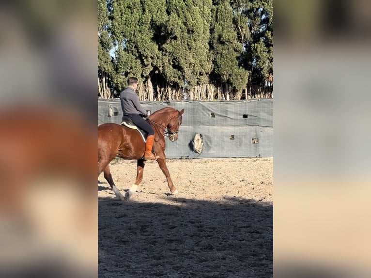 Hannover Castrone 8 Anni 174 cm Sauro in Castellon De La Plana/Castello De La Pla