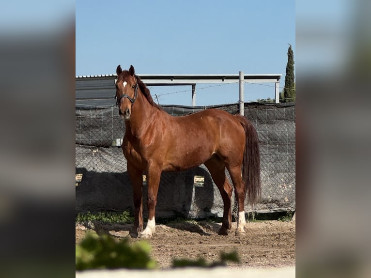 Hannover Castrone 8 Anni 174 cm Sauro in Castellon De La Plana/Castello De La Pla