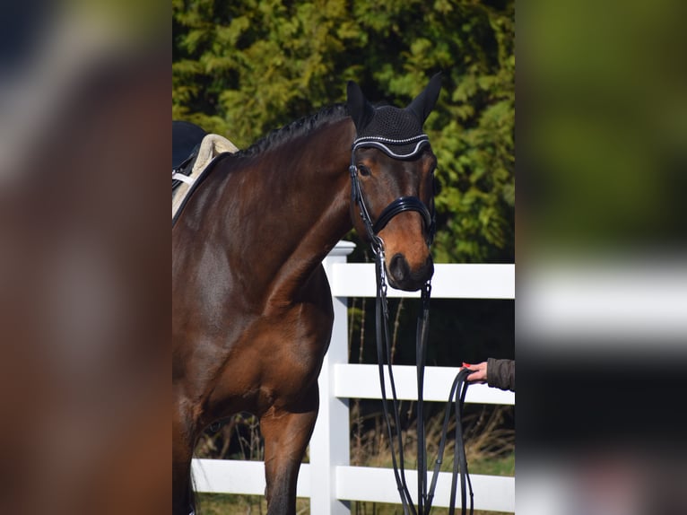 Hannover Castrone 8 Anni 175 cm Baio in Dätgen