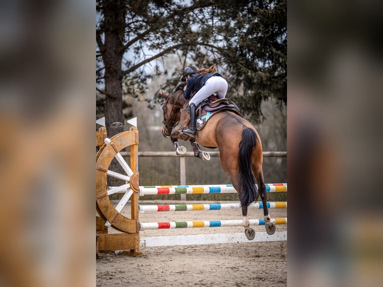 Hannover Castrone 8 Anni 175 cm Baio in Wachtberg