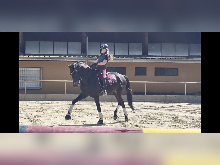 Hannover Castrone 8 Anni 175 cm Baio nero in Weingarten