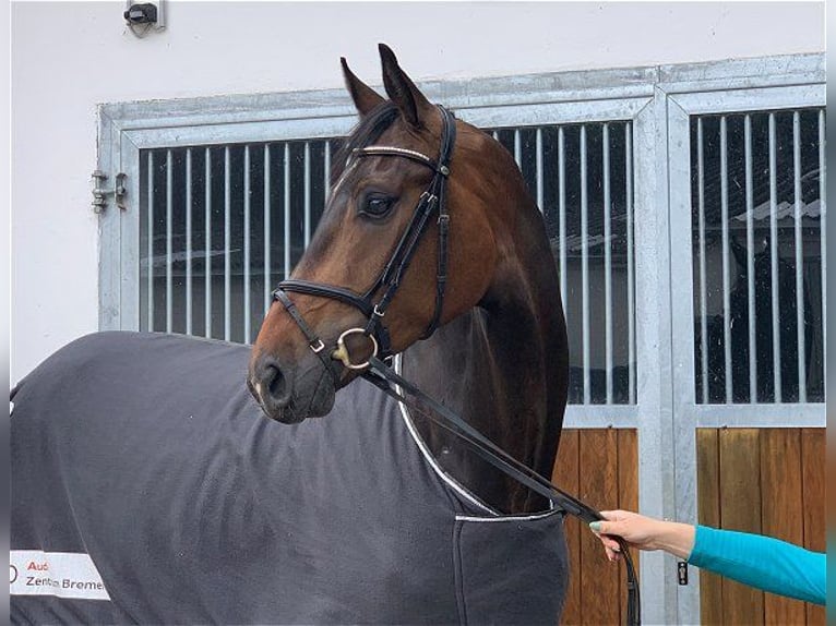 Hannover Castrone 8 Anni 175 cm Baio scuro in Verden (Aller)