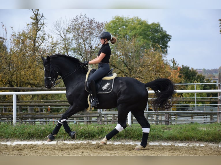 Hannover Castrone 8 Anni 175 cm Morello in Nettingsdorf