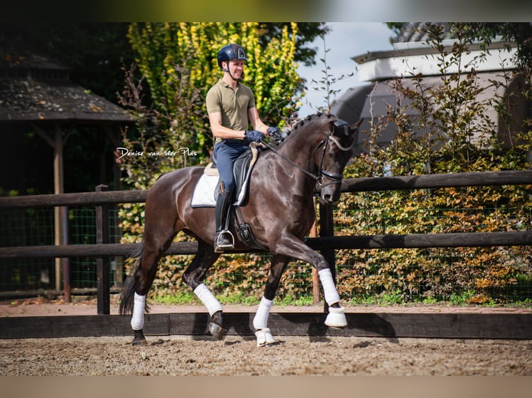 Hannover Castrone 8 Anni 177 cm Morello in Nispen