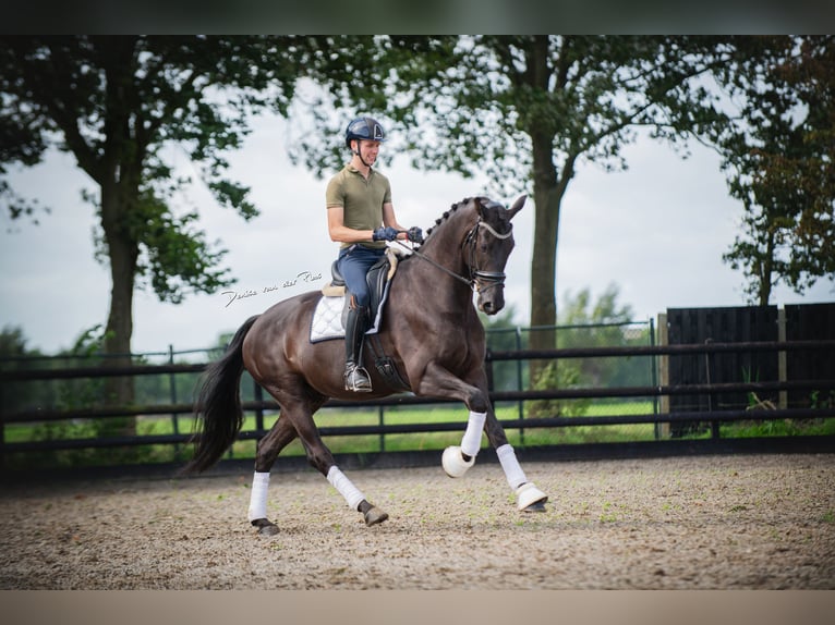 Hannover Castrone 8 Anni 177 cm Morello in Nispen