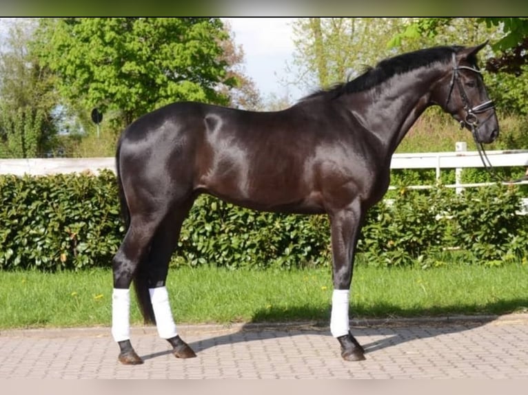 Hannover Castrone 8 Anni 178 cm Baio nero in Hohen Neuendorf